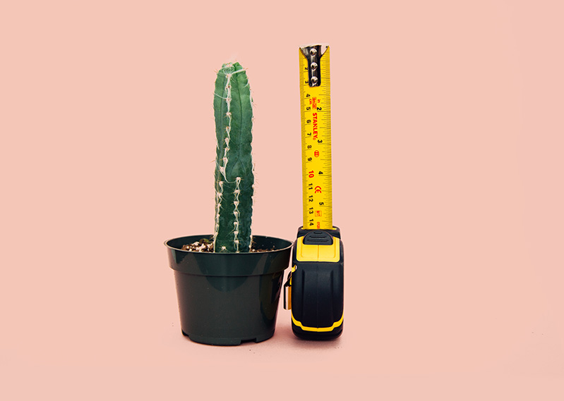 Cactus plant with tape meaurement